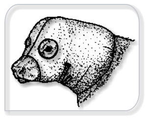 "Save Me Ears" newborn cold weather calf ear protection